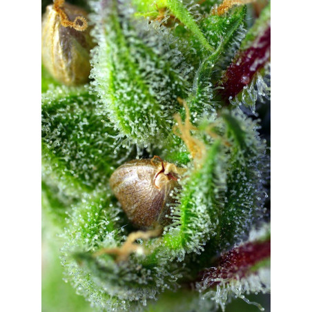 Green Poison®