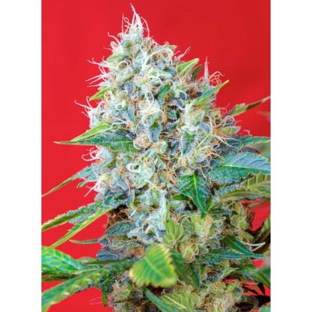 Green Poison®