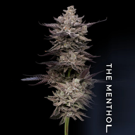 El Valle Haze