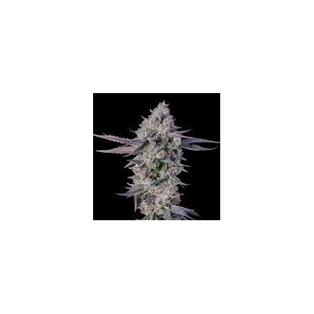 Menthol Runtz