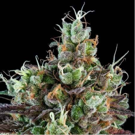 Sour Ripper Auto