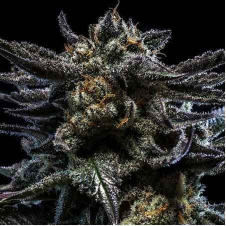 Zombie Kush Auto