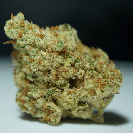 Stracciatella Do-Si-Dos x SBC