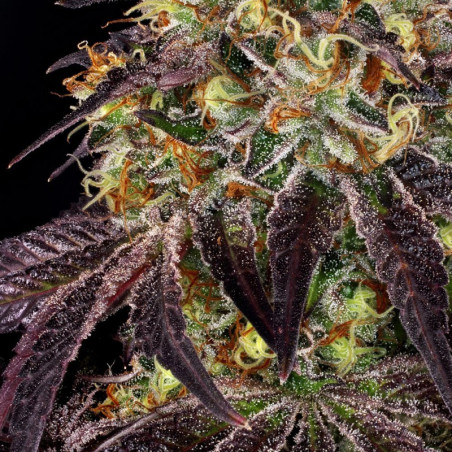 Stracciatella Do-Si-Dos x SBC