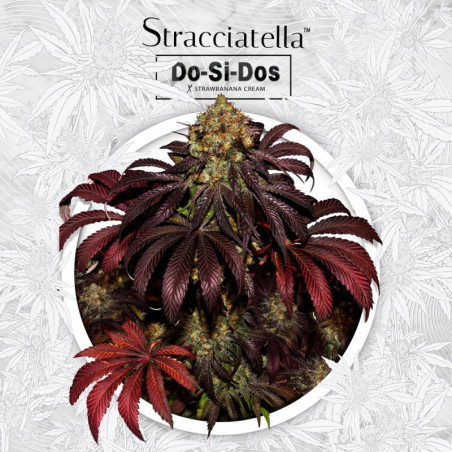 Stracciatella Do-Si-Dos x SBC