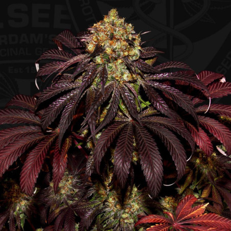 Stracciatella Do-Si-Dos x SBC