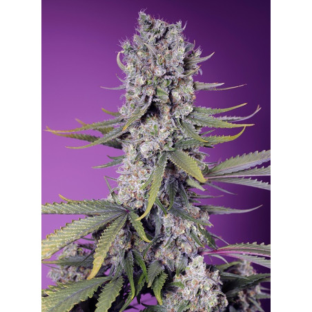 Papaya Zoap F1 Fast Version®