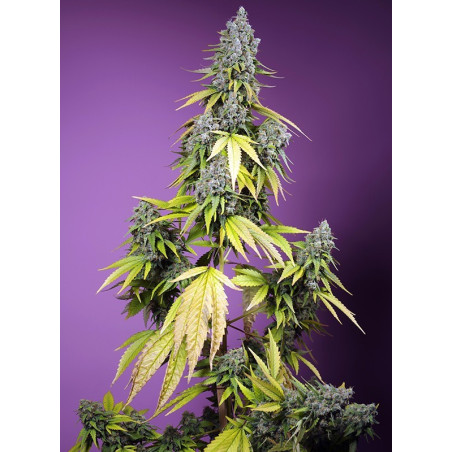 Jet Fuel Mandarine XL Auto®
