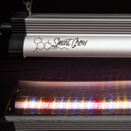 CLONING RAYS - SMART GROW