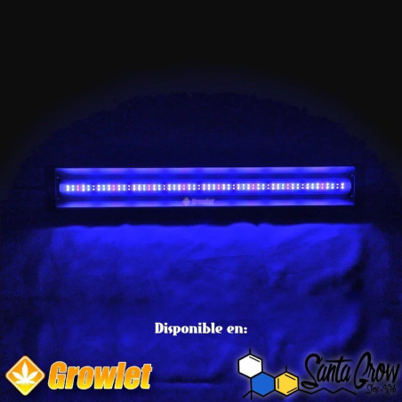 CLONING RAYS - SMART GROW