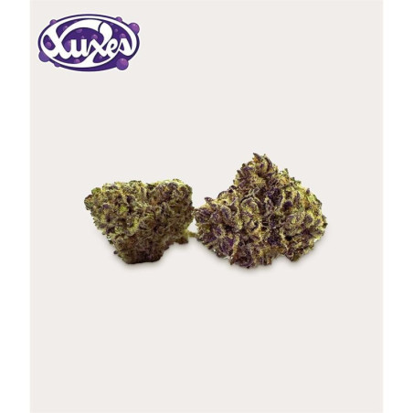Purple Haze Xuxes Flores de CBD