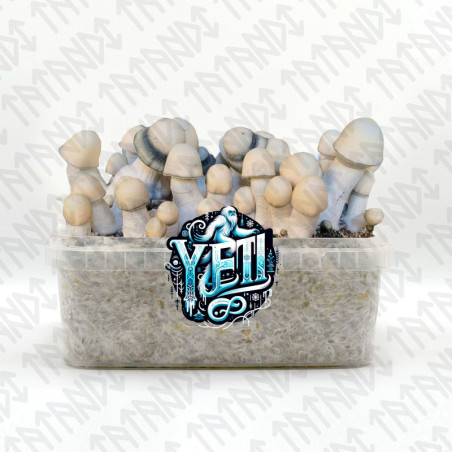 Yeti