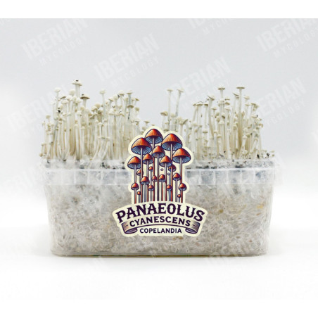 Panaeolus Cyanescens Copelandia
