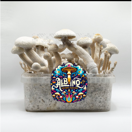 Albino Golden Teacher