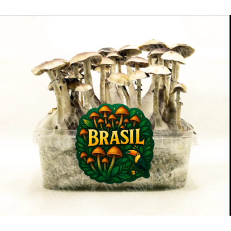Brasil