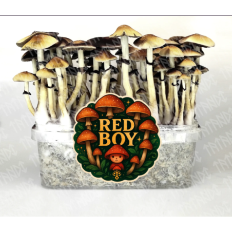 Red Boy