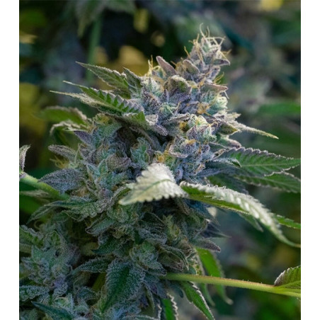 GMO
