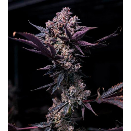 BlackBerry Cookies