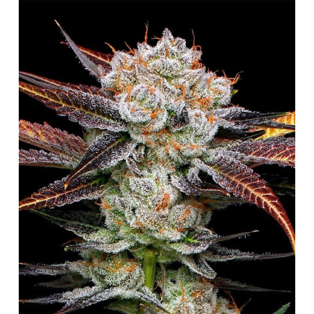 Banana Punch