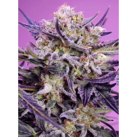 Pink Guava F1 Fast Version®