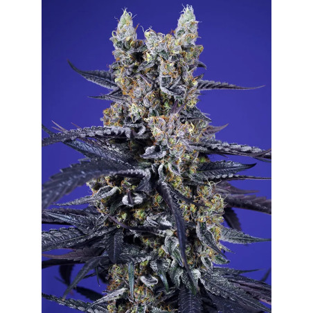 Super Boof XL Auto®