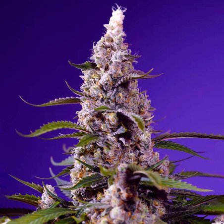 Banana Cream Cake XL Auto®