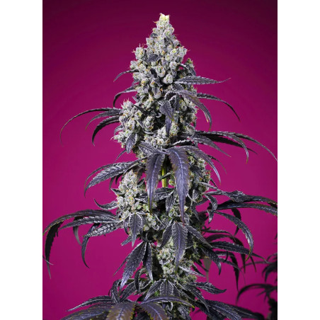 Tropicanna Cherry XL Auto®