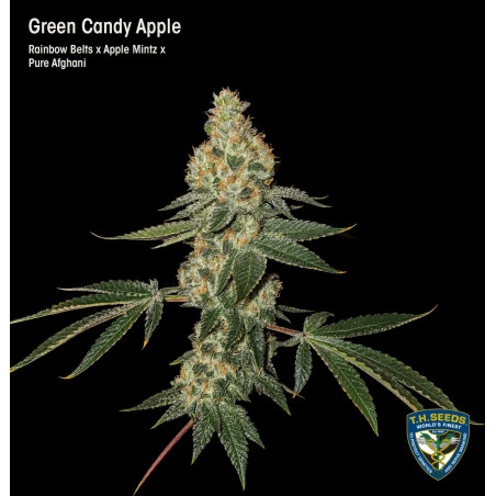 Green Candy Apple