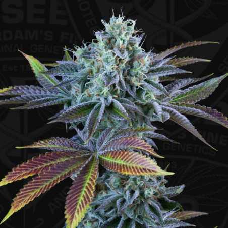 Auto French Cookies