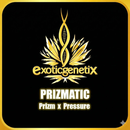 Prizmatic