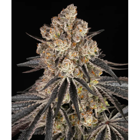 Rainbow Sherbet Strain
