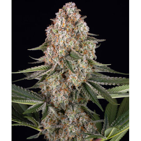 Mendo Breath Strain