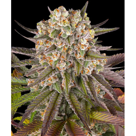 Limoncello Strain