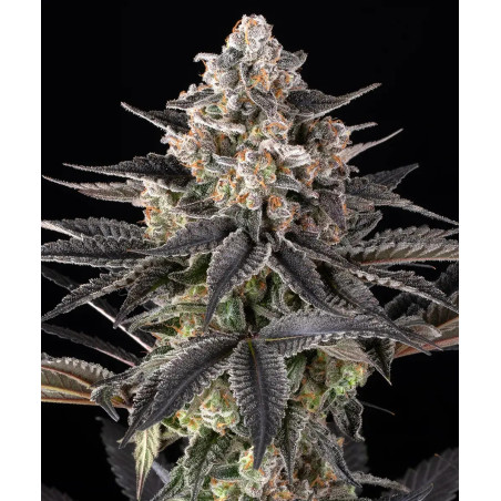 Zoap Strain