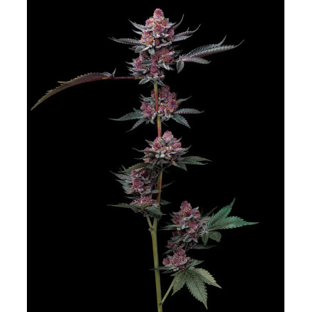 Cherry Poppers Strain