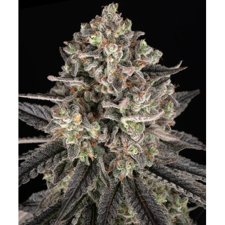 Blue Dream Strain
