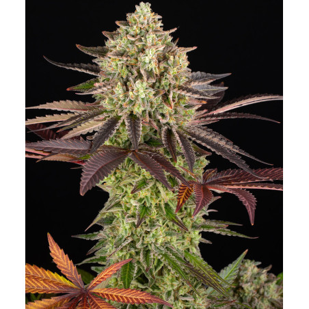 Apple Fritter Strain