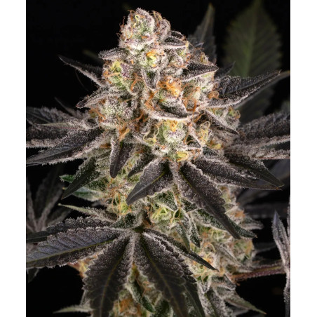 White Runtz Strain