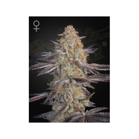 Super Lemon Haze x RS11