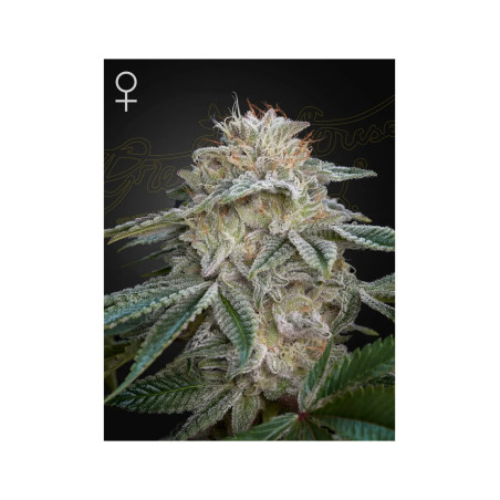 Super Lemon Haze x GMO