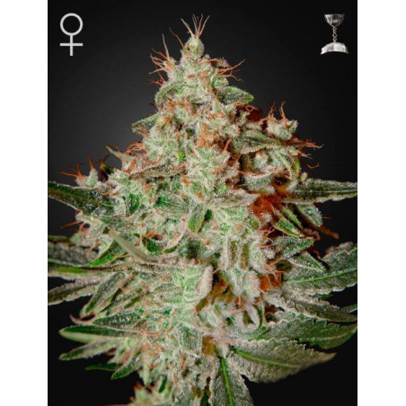Lemon Skunk