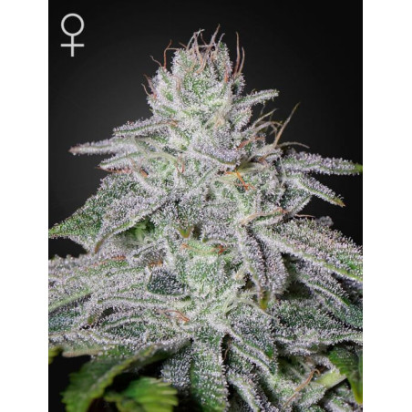 Franco's Lemon Cheese