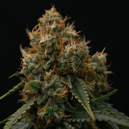 Gaia F1 Auto