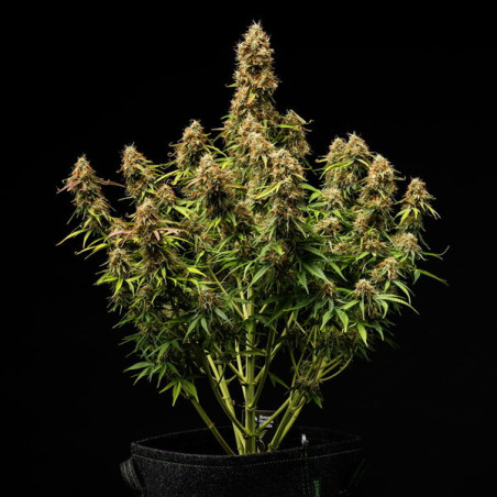 Gaia F1 Auto