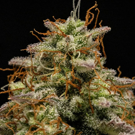 Hyperion F1 Auto