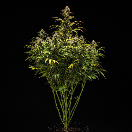Hyperion F1 Auto