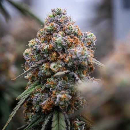 Medusa F1 Auto