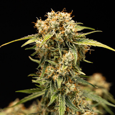 Medusa F1 Auto