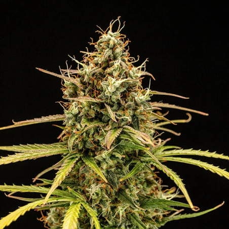 Milky Way F1 Auto