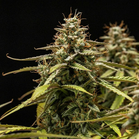 Orion F1 Auto
